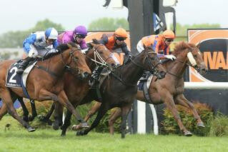 Hard Merchandize (NZ) scored a brave all-the-way win in Saturday’s $100,000 Hawke’s Bay Guineas. Photo: Trish Dunell